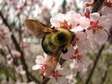 Bee in My Bonnet from the “Photo of the Month” Collection 5-free 15ml