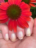 Glow Hard or Glow Home from the “Oh the Toppabilities” Collection 5-free 15ml