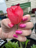 Cactus Makes Perfect from the “Soil Mates” Collection 5-free 15ml